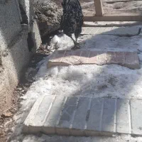 دوعددخروس گلین