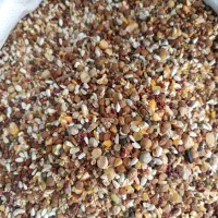 گندم و خوراک پرنده