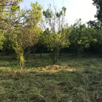 فروش ۹۰۰ متر زمین بافت باغات زیر قیمت