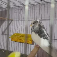 معاوضه کبوتر قناری مرغ عشق انگلیسی طوطی برزیلی|پرنده|محمدشهر, کوی بهار|دیوار