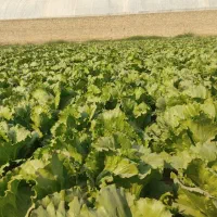 کاهو سالادی با بهرتین کیفیت برای فروش واقع درپیشوا