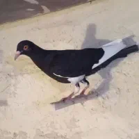 کبوتر۴عددنرپرنده