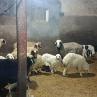 فروش 4جفت گوسفندباسه تابره|حیوانات مزرعه|روانسر, |دیوار