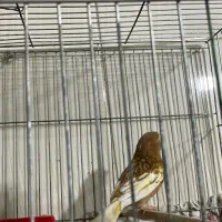 قناری ماده فائو چشم قرمز|پرنده|رامهرمز, |دیوار