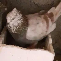 کبوتر گم شده