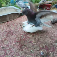 کبوتر کفتر پرشی تو رنگ بندی