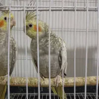 عروس هلندی گلباقالی|پرنده|قم, شاه سید علی|دیوار
