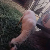 گوسفند گیسه رشتی و بره گیسه ابستن از قوچ هترو