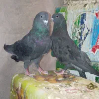دمگیر
