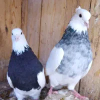 طوقی|پرنده|باغ بهادران, |دیوار