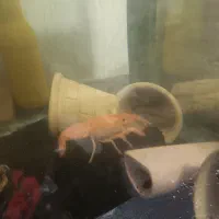 لابستر|خزنده|اصفهان, بهارستان|دیوار