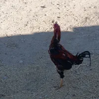 خروس لاری12ماهه بدونه مریضی