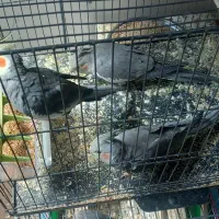 عروس هلندی خوب همراه باجوجه