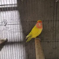 مرغ عشق انگلیسی وکوتوله وعروس هلندی مولد|پرنده|قم, هنرستان|دیوار