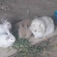 خرگوش لوپ|موش و خرگوش|مریوان, |دیوار