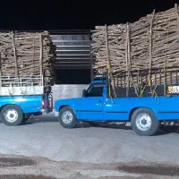 بریدن درخت و خرید چوب|خدمات باغبانی و درختکاری|کازرون, |دیوار