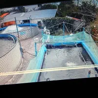 فروش ماهی قزل آلا ازتولید به مصرف