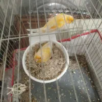 جفت قناری رد  نژاد خوب روتخم نربخون