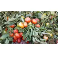 فروش بذر گوجه فرنگی مارول با قیمت های مناسب|گل و گیاه طبیعی|سوسنگرد, |دیوار