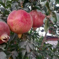 انار ابدار سالم و ترک خورده|خوردنی و آشامیدنی|پیشوا, |دیوار