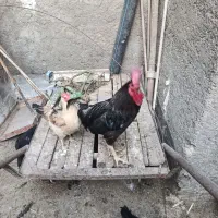 خروس و مرغ عربی اصل