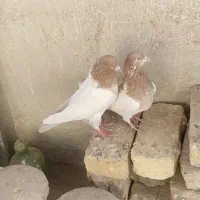 کفتر‌|پرنده|اصفهان, شهرک کاوه|دیوار