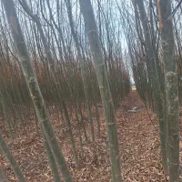 بید مجنون زرد فر سبز پیوندی|خدمات باغبانی و درختکاری|فلاورجان, |دیوار