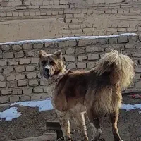 سگ گله
