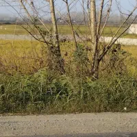 اجاره-ویلا-فروش-زمین-باغی-مسکونی-شالیزار