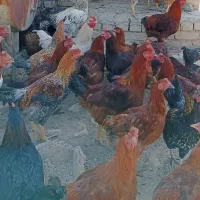 مرغ و خروس شش ماهه