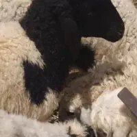 فروش بره ماده