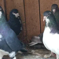 فروش ۲جفت شهری و یال|پرنده|شیراز, شهرک صدا و سیما|دیوار