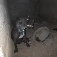 سگ پیتبول ماده