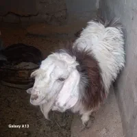 بز نر|حیوانات مزرعه|جزنیک, |دیوار