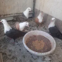 کبوترجوجه کلاغ