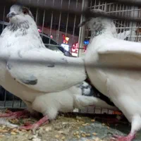 چهر جفت کفتر ناب|پرنده|کرج, کوی امامیه|دیوار