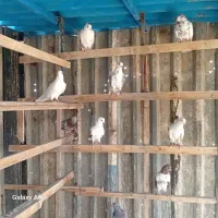 کبوتر پرشی همگی عالی جواب داده یکجای دونه ای ۳۰۰|پرنده|فردیس, شهرک ۱۱۰|دیوار