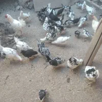 فروش تعداد مرغ و خروس گلین زیبا و اصل|حیوانات مزرعه|دهگلان, |دیوار