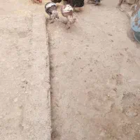 ۲۰ عدد مرغ جوان  با شیش عدد خروس