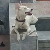 واگذاری سگ|سگ|شیراز, فاضل|دیوار