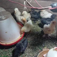 جوجه کوشین و بوقلمون