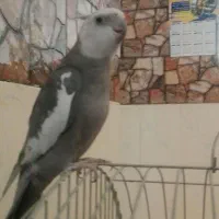 عروس هلندی وایت فیس|پرنده|شیراز, کرونی(خاتونک)|دیوار