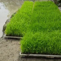 توم.خزانه.برنج