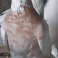 ماده هما ضمانتی