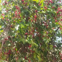 یک عدد ارپاد صفر کار نکرده با مارک  عالی
