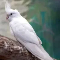 عروس هلندی البینو ماده میخوام