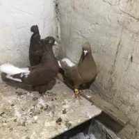 کفتر رنگی|پرنده|الوند, |دیوار