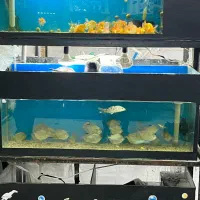 ماهی آکواریم آبنوس|ماهی|قم, هفت تیر|دیوار