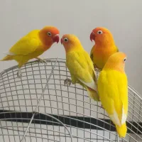 طوطی کوتوله برزیلی « فیشر رنگ خاص»|پرنده|قروه, |دیوار