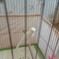 قناری نر|پرنده|اندیشه, اندیشه فاز ۱|دیوار